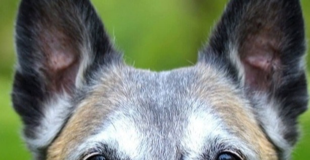 Hundeschule Wauschlau Bild